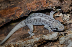 Phyllopezus pollicaris