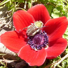 Anemone coronaria