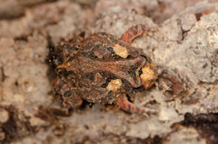 Proceratophrys cristiceps