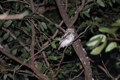 Glaucidium capense