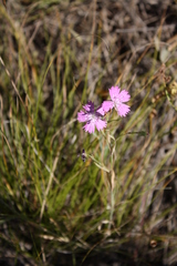 Dianthus campestris