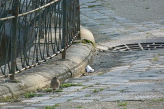 Phoenicurus ochruros