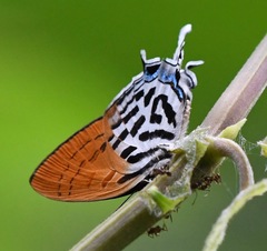 Drupadia ravindra moorei