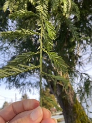 Sequoia sempervirens