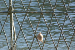 Phoenicurus ochruros