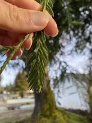 Sequoia sempervirens