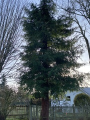 Sequoia sempervirens