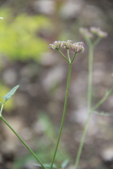 Torilis arvensis heterophylla