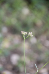 Torilis arvensis heterophylla