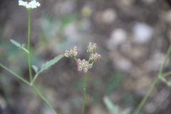 Torilis arvensis heterophylla