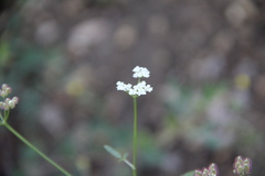 Torilis arvensis heterophylla