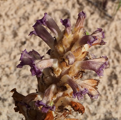 Orobanche cernua