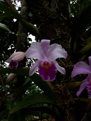 Cattleya trianae