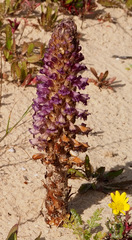 Orobanche cernua