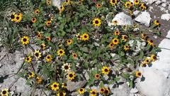 Sanvitalia fruticosa