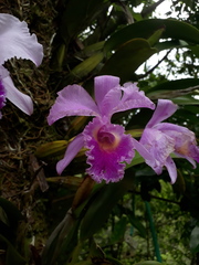 Cattleya trianae