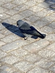 Corvus monedula