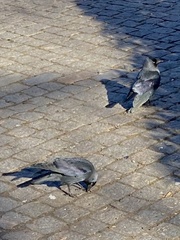Corvus monedula