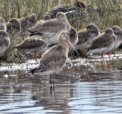 Limosa limosa