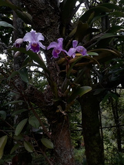 Cattleya trianae