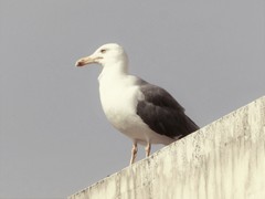 Larus michahellis
