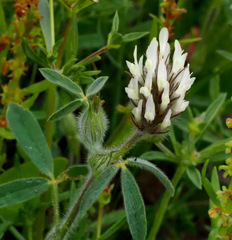 Trifolium palaestinum