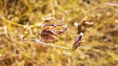 Cordylanthus rigidus setigerus