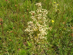 Trinia hispida