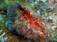 Spondylus varius