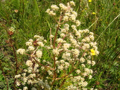 Trinia hispida