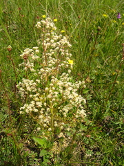 Trinia hispida