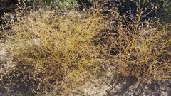 Cordylanthus rigidus setigerus