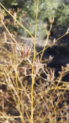 Cordylanthus rigidus setigerus