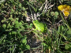 Hyla intermedia perrini