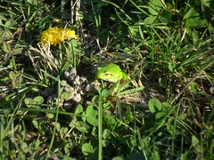 Hyla intermedia perrini