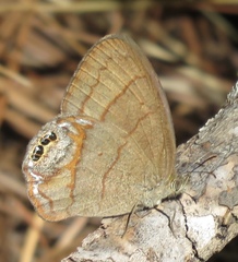 Cyllopsis nayarit