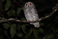 Otus senegalensis