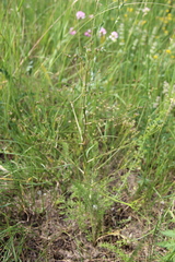 Trinia leiogona