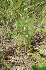 Trinia leiogona