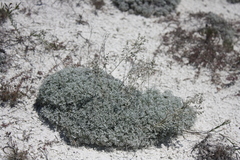 Artemisia hololeuca