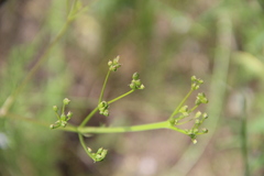 Trinia leiogona