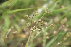 Trinia leiogona