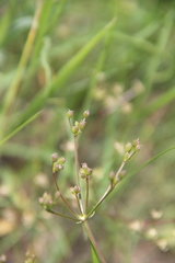 Trinia leiogona