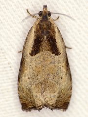 Olethreutes punctanum