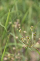 Trinia leiogona