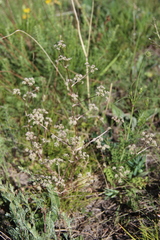 Trinia leiogona