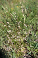 Trinia leiogona