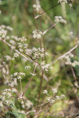Trinia leiogona