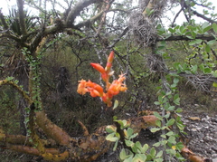 Fouquieriaceae