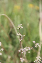 Trinia leiogona